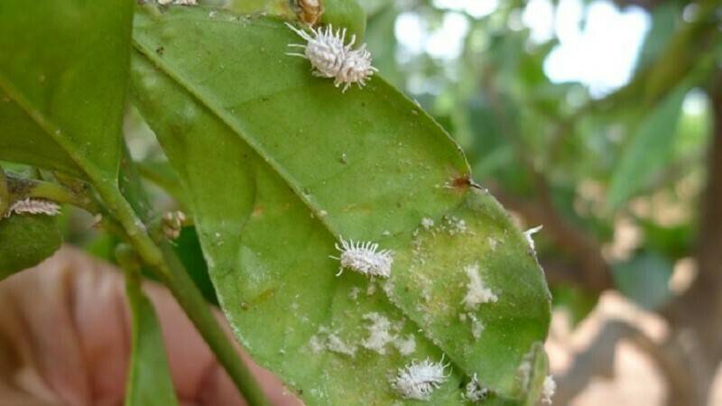 cotonet-citricos|Anagyrus aberiae en citricos